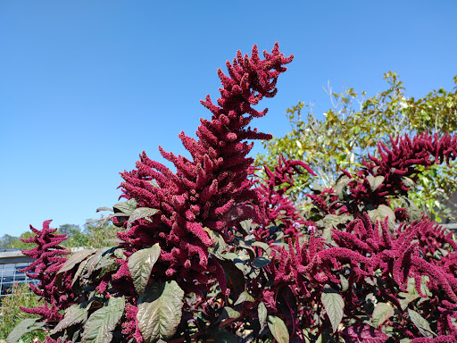 Grocery Store «Palace Market», reviews and photos, 11300 CA-1, Point Reyes Station, CA 94956, USA