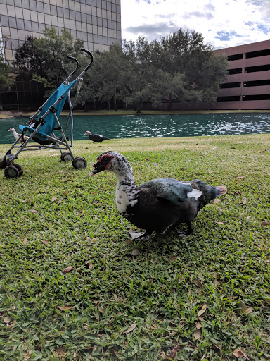 Construction Company «Bechtel Oil, Gas & Chemicals», reviews and photos, 3000 Post Oak Blvd, Houston, TX 77056, USA