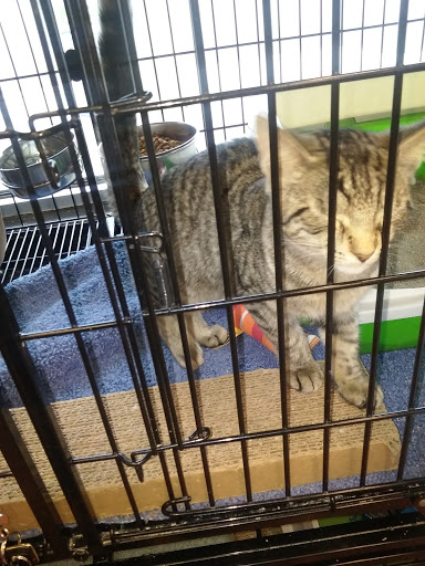 Pet Valu, 817 E Baltimore Pike, Kennett Square, PA 19348, USA, 