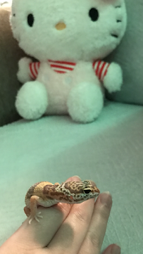 PetSmart - Photo 4 - Car repair in Grand Prairie, TX, Arlington