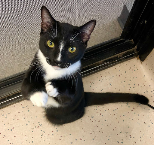 Tehama County Animal Care Center image