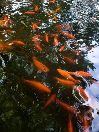 Coffee Shop «Epoch Coffee at the Village», reviews and photos, 2700 W Anderson Ln #409, Austin, TX 78757, USA