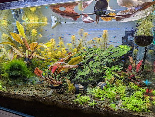 Tropical Fish Store «C K Fish World», reviews and photos, 410 N Azusa Ave, West Covina, CA 91791, USA