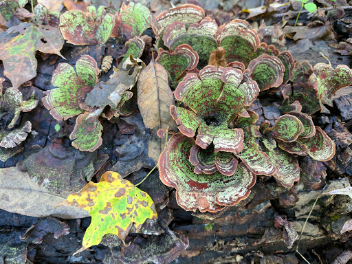 State Park «Goosepond Mountain State Park», reviews and photos, 1198 New York 17M, Chester, NY 10918, USA