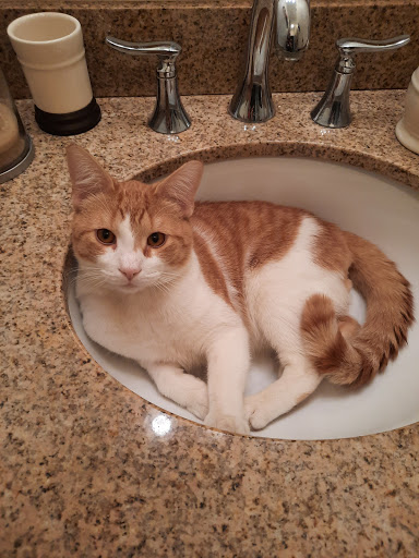 Pet Supply Store «PetSmart», reviews and photos, 310 N White Horse Pike, Lawnside, NJ 08045, USA