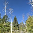 Aspen Nature Trail