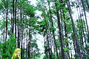 Hutan Pinus Gumiwang Lor image