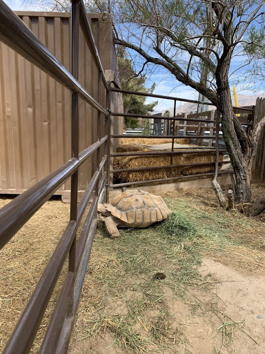 Zoo «Jr Pony Parties», reviews and photos, 1744 N Leonard Ln, Las Vegas, NV 89108, USA