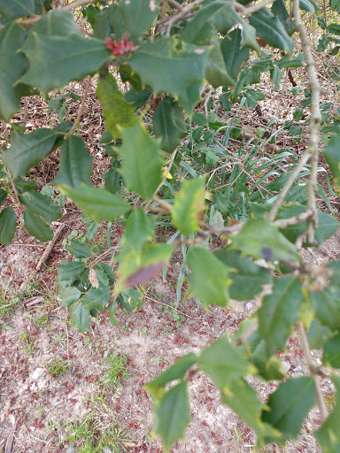 Golf Course «Paint Branch Golf Course», reviews and photos, 4690 University Blvd E, College Park, MD 20740, USA