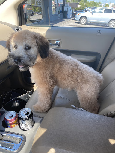 Pet Groomer «Tidy Dog Pet Supply & Salon», reviews and photos, 2612 Lebanon Pike A, Nashville, TN 37214, USA