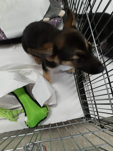 Pet Store «Pet World - Auburndale», reviews and photos, 3637 Havendale Blvd, Auburndale, FL 33823, USA