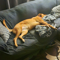 Working For Wags - Photo 2 - Car repair in , Tucson