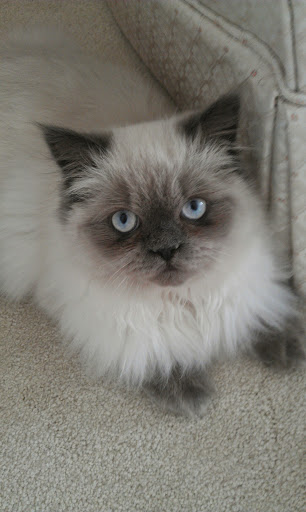 Pet Supply Store «Petco Animal Supplies», reviews and photos, 1065 Kennedy Rd, Windsor, CT 06095, USA