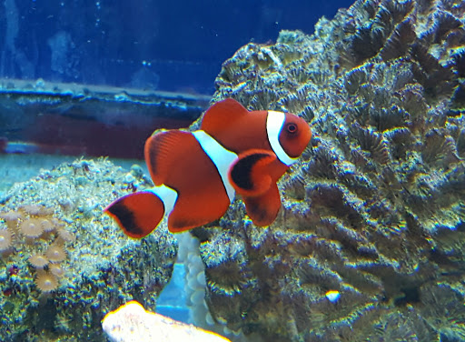 Pet Store «Zoo Pet Center», reviews and photos, 828 Washington St, Peekskill, NY 10566, USA