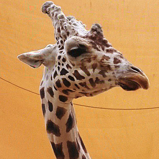 Zoo «Naples Zoo at Caribbean Gardens», reviews and photos, 1590 Goodlette-Frank Rd, Naples, FL 34102, USA