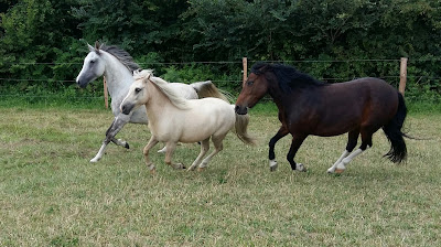 Pension chevaux Monthoiron (écurie de propriétaires) à Monthoiron