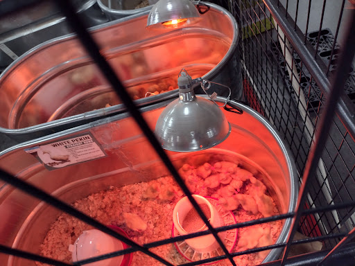 Home Improvement Store «Tractor Supply Co.», reviews and photos, 8447 FL-54, New Port Richey, FL 34655, USA