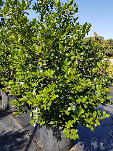 Plant Nursery «Guerin Nursery and Boutique», reviews and photos, 1418 Fall Creek Hwy, Granbury, TX 76049, USA