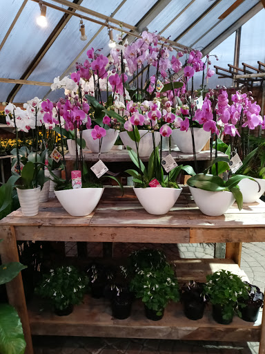 Florist «Viviano Flower Shop», reviews and photos, 32050 Harper Ave, St Clair Shores, MI 48082, USA