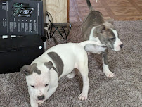 Florida Kennel Supply - Photo 8 - Car repair in Hudson, FL, Spring Hill