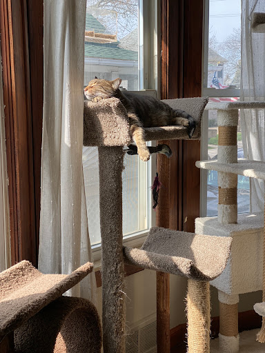 Pet Supply Store «Pet Supplies Plus», reviews and photos, 15060 Eureka Rd, Southgate, MI 48195, USA