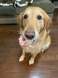 Woof Gang Bakery & Grooming Rockwall - Photo 7 - Car repair in Rockwall, TX, Garland
