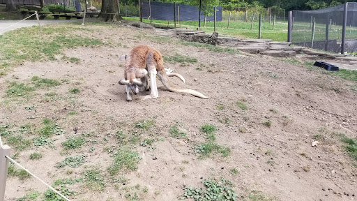 Zoo «Good Zoo & Benedum Theater», reviews and photos, 465 Lodge Dr, Wheeling, WV 26003, USA