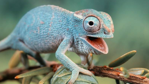 Pet Store «Zoo Creatures Pet Store», reviews and photos, 149 Plaistow Rd, Plaistow, NH 03865, USA