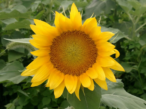 Festival «Temple Hall Fall Festival & Corn Maize», reviews and photos, 15855 Limestone School Rd, Leesburg, VA 20176, USA