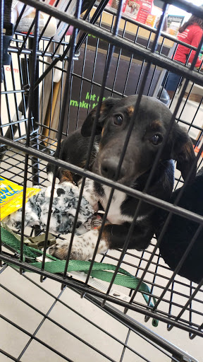 Pet Supply Store «Petco Animal Supplies», reviews and photos, 9727 Barker Cypress Rd #100, Cypress, TX 77433, USA