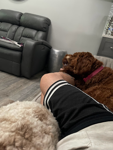 Pet Supply Store «PetSmart», reviews and photos, 2 Brick Plaza, Brick, NJ 08723, USA