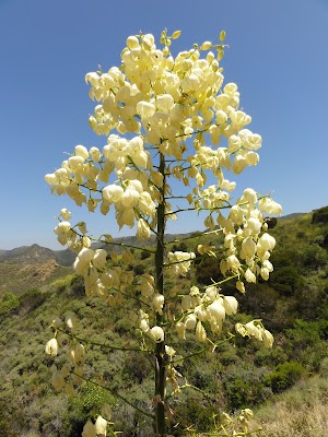 Lang Ranch Open Space - photo 37