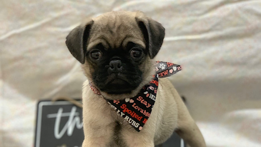 Pet Store «Happiness Is Pets», reviews and photos, 15 W Golf Rd, Arlington Heights, IL 60005, USA