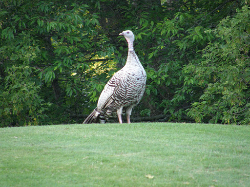 Golf Course «​​​​​Leslie Park Golf Course», reviews and photos, 2120 Traver Rd, Ann Arbor, MI 48105, USA