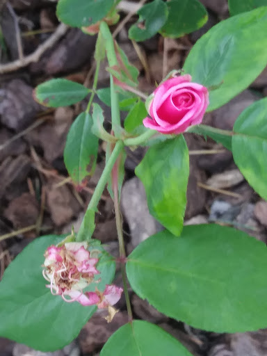 Public Golf Course «Shoreline Golf Links», reviews and photos, 2940 N Shoreline Blvd, Mountain View, CA 94043, USA