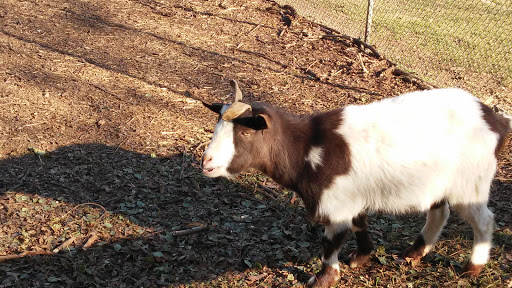 Zoo «Luray Zoo A Rescue Zoo», reviews and photos, 1087 U.S. 211, Luray, VA 22835, USA