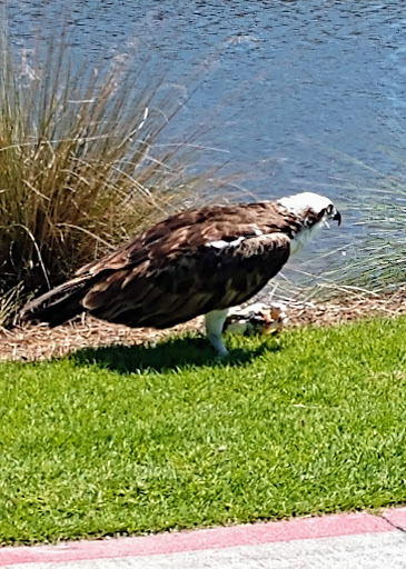 Golf Course «The Club at Shell Point», reviews and photos, 17500 On Par Blvd, Fort Myers, FL 33908, USA