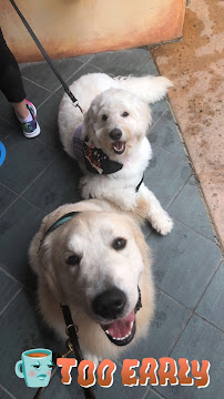 ABCK9s Pet Services - Photo 9 - Car repair in Lithia, FL, Brandon