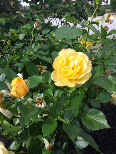 Water Park «Rob Fleming Aquatic Center», reviews and photos, 6535 Creekside Forest Dr, The Woodlands, TX 77389, USA