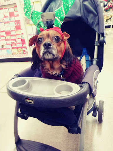 Discount Store «Big Lots», reviews and photos, 126 Boston St, Lynn, MA 01904, USA