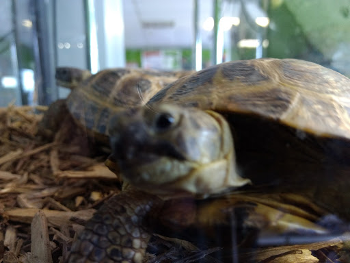 Reptile Store «Reptile Pets Direct», reviews and photos, 8088 Pat Booker Rd, Live Oak, TX 78233, USA