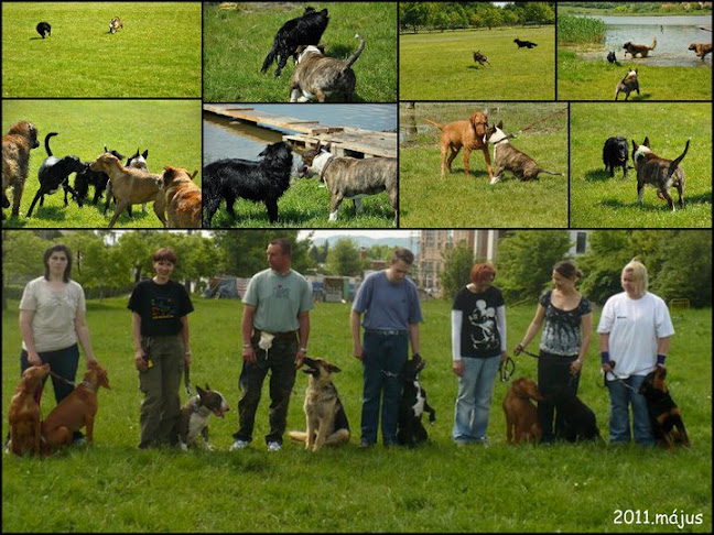 Értékelések erről a helyről: Academy Dog Kennels Kutyaiskola, Balatonfüred - Iskola