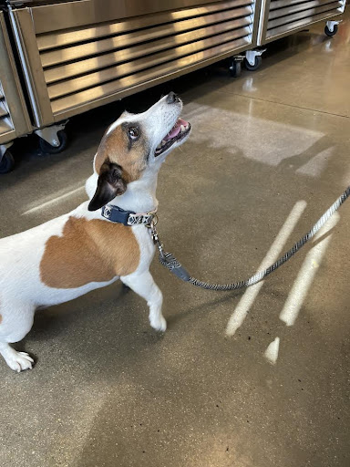 Pet Store «Choice Pet Market», reviews and photos, 4719 N 20th St A30, Phoenix, AZ 85016, USA