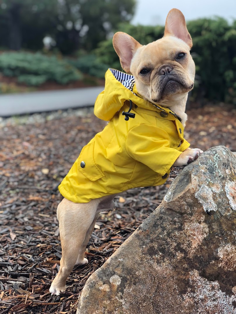 Bluegrass Frenchies