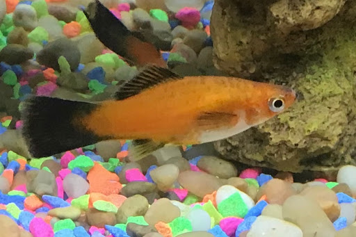 Pet Supply Store «Petco Animal Supplies», reviews and photos, 4030 N MacArthur Blvd #200, Irving, TX 75038, USA