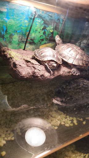 Tropical Fish Store «Trop Aquarium», reviews and photos, 3125 E Tropicana Ave D, Las Vegas, NV 89121, USA