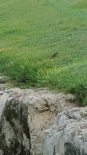 Golf Course «The Golf Club at Star Ranch», reviews and photos, 2500 Farm to Market 685, Hutto, TX 78634, USA