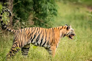 Bandhavgarh Tiger Reserve image