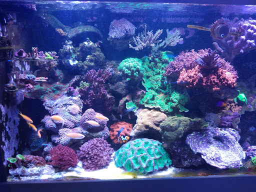 Pet Store «Aquarium & Reef Center», reviews and photos, 231 Del Prado Blvd, Cape Coral, FL 33990, USA