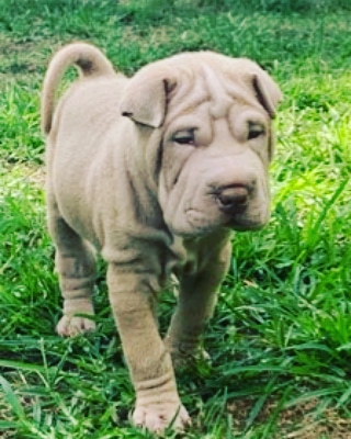 Dog Trainer «K-9 Koncepts Dog Training, Grooming, Boarding, Pet Store», reviews and photos, 4520 North Point Blvd, Sparrows Point, MD 21219, USA